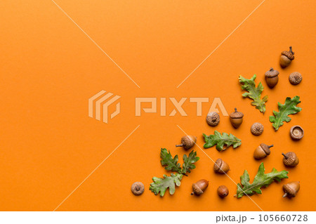 Branch with green oak tree leaves and acorns on colored background, close up top view Branch with green oak tree leaves and acorns on colored background, close up top view 105660728