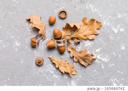 Branch with green oak tree leaves and acorns on colored background, close up top view Branch with green oak tree leaves and acorns on colored background, close up top view 105660742