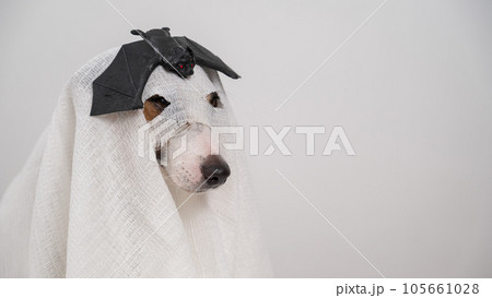 Dog Jack Russell Terrier in a ghost costume with a bat on his head on a white background.  105661028