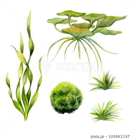 Hand drawn watercolor aquarium plants, algae and seaweed. Marine exotic underwater botanical illustration. Isolated object on white background. Design shops, brochure, print, card, wall art, textile. Hand drawn watercolor aquarium plants, algae and seaweed. Marine exotic underwater botanical illustration. Isolated object on white background. Design shops, brochure, print, card, wall art, textile. 105661197