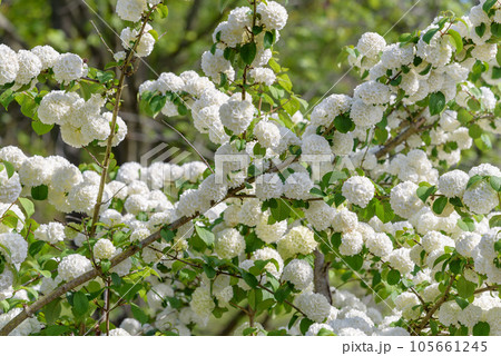 白いオオデマリの花 105661245