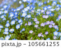 青いネモフィラの花 105661255
