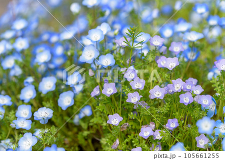 青いネモフィラの花 105661255