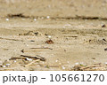 砂浜を歩くコメツキガニ 105661270