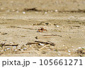 砂浜を歩くコメツキガニ 105661271