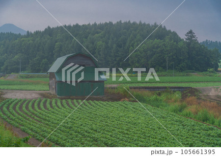 (北海道)美瑛の丘の夜明け(霧立つ畑) (北海道)美瑛の丘の夜明け(霧立つ畑) 105661395