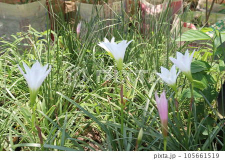 Zephyranthes minuta flower tree plant 105661519