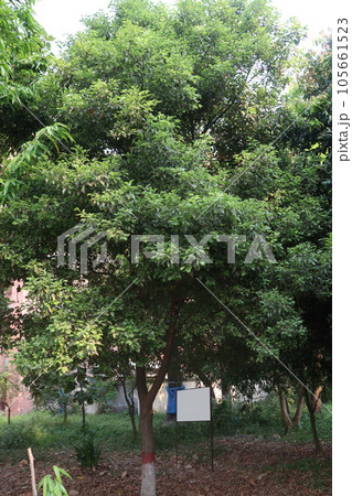 Atalaya tree in garden with nature Atalaya tree in garden with nature 105661523
