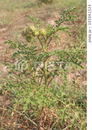 Solanum sisymbriifolium tree on forest Solanum sisymbriifolium tree on forest 105661524