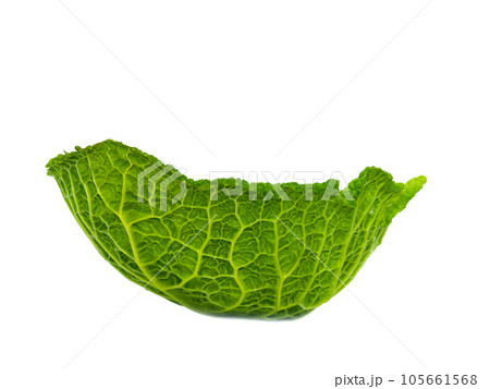 Savoy cabbage leaf isolated on white background 105661568