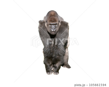 western lowland gorilla isolated on white background western lowland gorilla isolated on white background 105661594