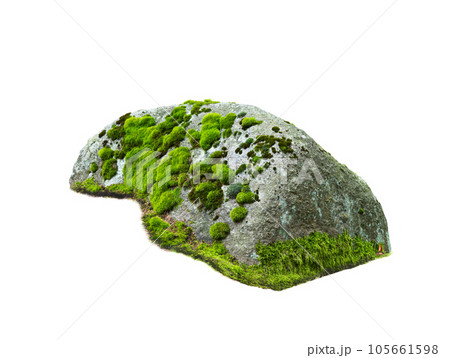 stone covered with moss isolated on white background 105661598