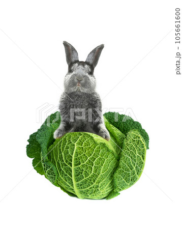 grey rabbit with cabbage on a white background grey rabbit with cabbage on a white background 105661600