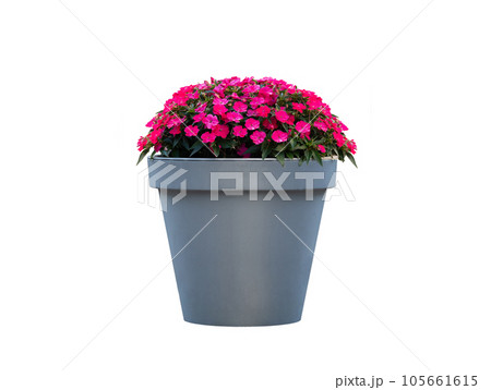 magnum pink new guinea impatiens in a large pot outdoors isolated on white background 105661615