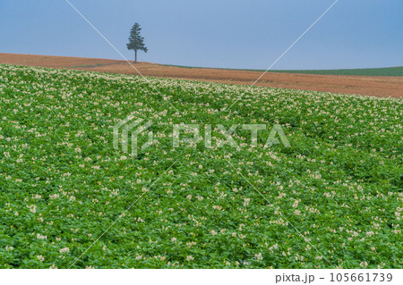 (北海道)美瑛セブンスターの木付近の丘陵風景 (北海道)美瑛セブンスターの木付近の丘陵風景 105661739