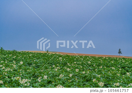 （北海道）美瑛セブンスターの木付近の丘陵風景 105661757