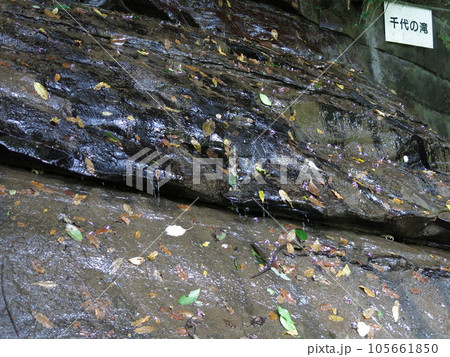 千葉県大多喜町の養老渓谷にある千代の滝（割れ目にサワガニ） 105661850