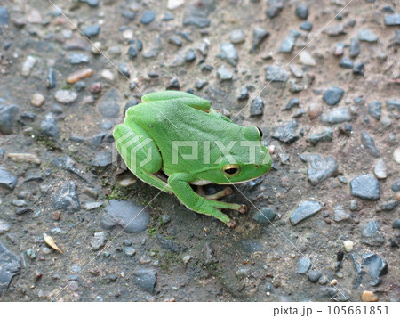 千葉県大多喜町の養老渓谷にいたシュレーゲルアオガエル（粟又の滝～千代の滝の間の遊歩道で撮影） 105661851
