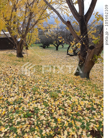 紅葉 黄色い葉っぱ 葉 紅葉 黄色い葉っぱ 葉 105662109