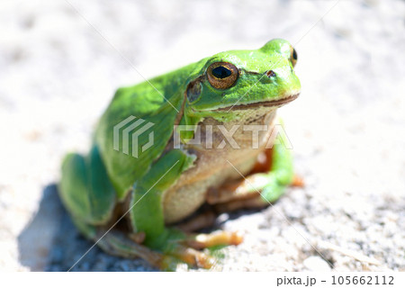 Green frog Green frog 105662112