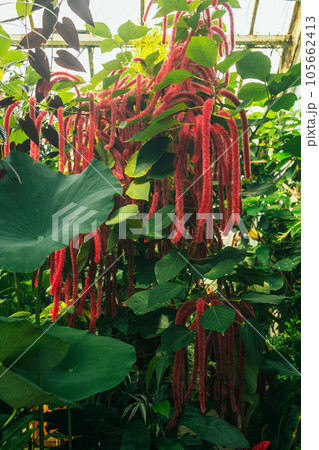 Close up Chenille plant, Acalypha hispida in a garden Close up Chenille plant, Acalypha hispida in a garden 105662413