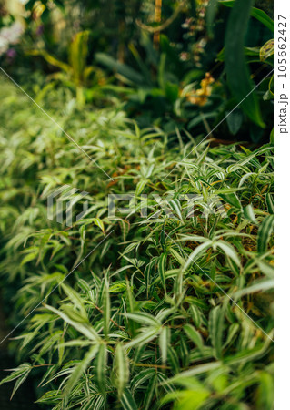 Fresh Bamboo leaves in a forest. Natural green background 105662427