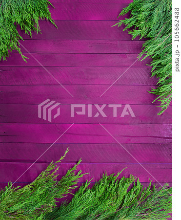 Texture purple boards with branches of green thuja. Christmas, New Year. Autumn, Winter. Vertical. Copy space 105662488