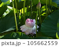 近江妙蓮 105662559