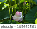 近江妙蓮 105662561
