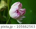 近江妙蓮 105662563