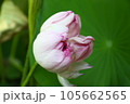 近江妙蓮 105662565