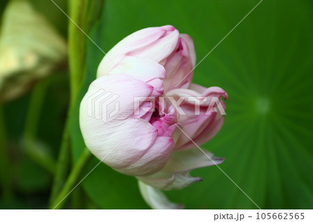 近江妙蓮 近江妙蓮 105662565