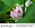 近江妙蓮 105662567