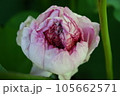 近江妙蓮 105662571