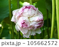 近江妙蓮 105662572