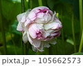 近江妙蓮 105662573
