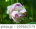 近江妙蓮 105662574