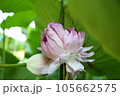 近江妙蓮 105662575