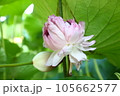 近江妙蓮 105662577