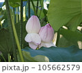 近江妙蓮 105662579