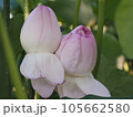 近江妙蓮 105662580