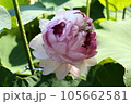 近江妙蓮 105662581