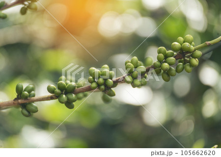 Green coffee bean berry plant with sunlight. Fresh raw seed coffee tree growth in eco organic farm morning time. Close up Green seed berries arabica coffee garden. Fresh coffee bean green leaf plant 105662620