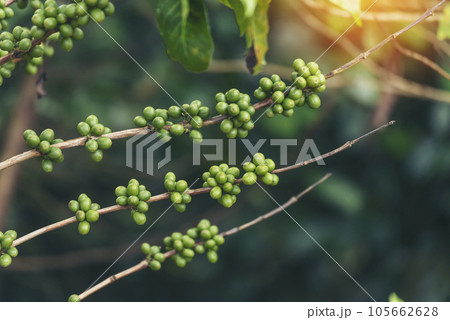 Green coffee bean berry plant with sunlight. Fresh raw seed coffee tree growth in eco organic farm morning time. Close up Green seed berries arabica coffee garden. Fresh coffee bean green leaf plant Green coffee bean berry plant with sunlight. Fresh raw seed coffee tree growth in eco organic farm morning time. Close up Green seed berries arabica coffee garden. Fresh coffee bean green leaf plant 105662628