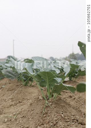 broccoli farm for harvest are cash crops 105662701