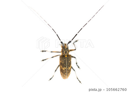 Longhorn beetle or longicorn 105662760