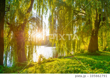 Green tree in green forest Green tree in green forest 105662791