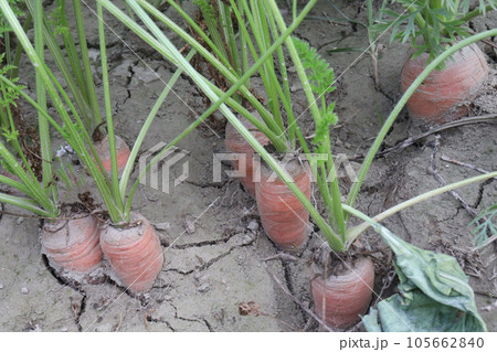 carrot with tree on farm for harvest 105662840