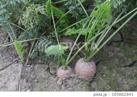 carrot with tree on farm for harvest 105662841