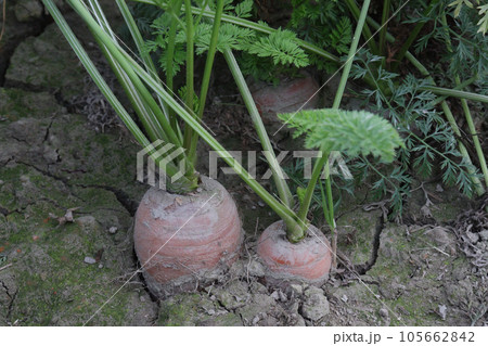 carrot with tree on farm for harvest carrot with tree on farm for harvest 105662842